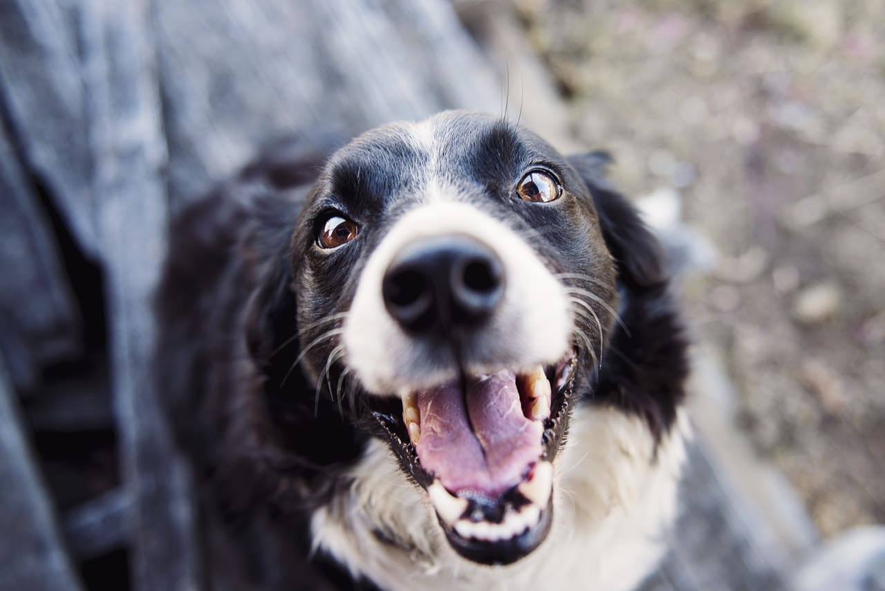 How live-in care supports older people living with pets