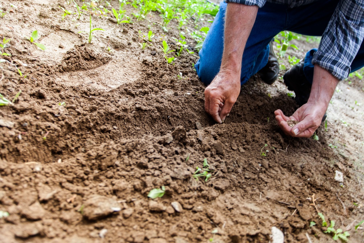 How gardening can improve elderly health