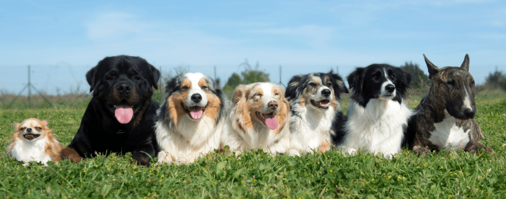 For the Love of Dogs