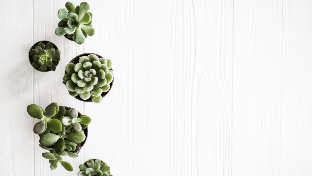 House plant